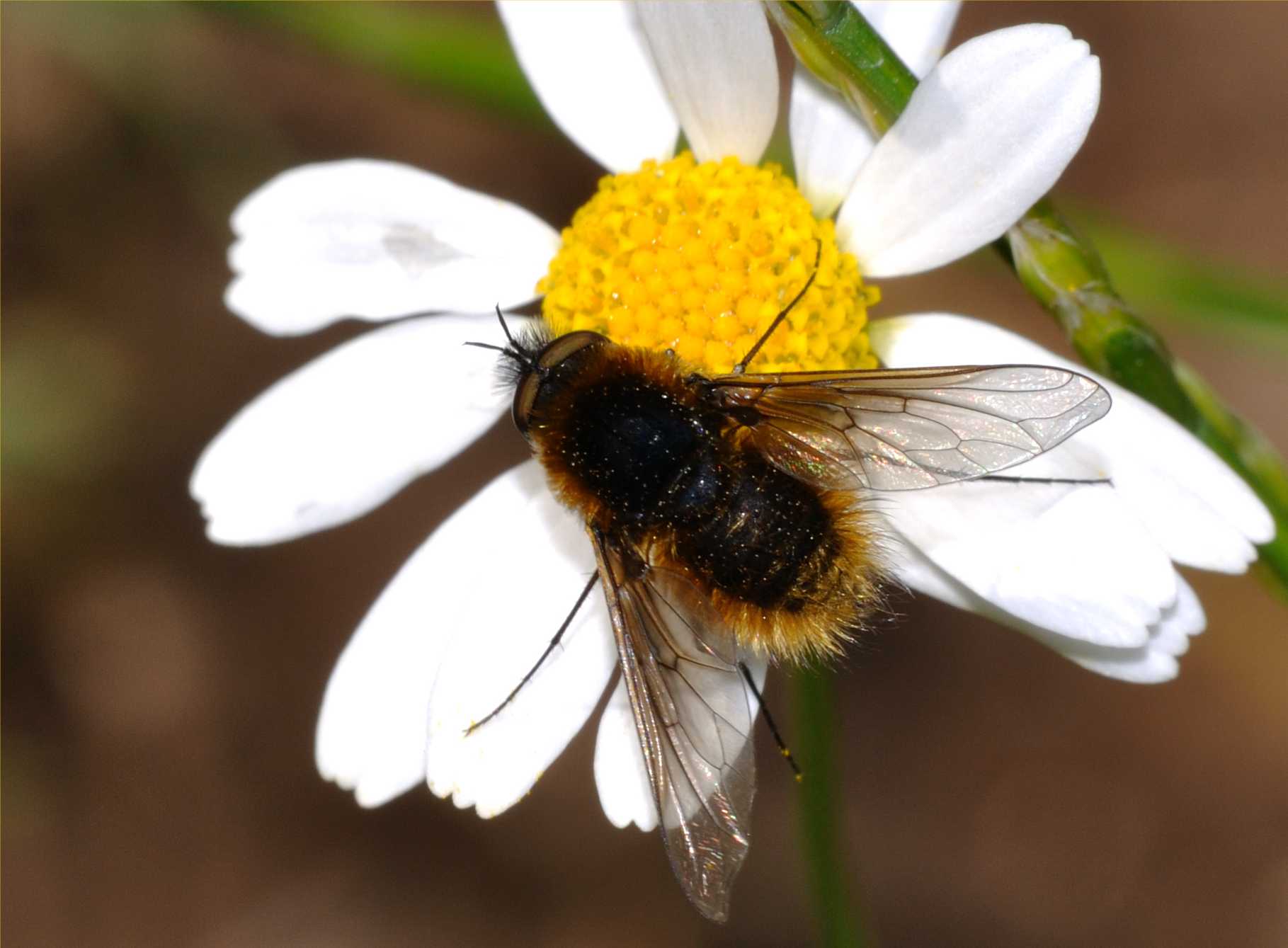 Bombyliidae